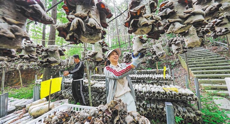 发展产业调研】林下生金不朽情缘登录【高质